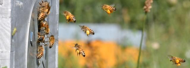 Abeilles récoltant du pollen